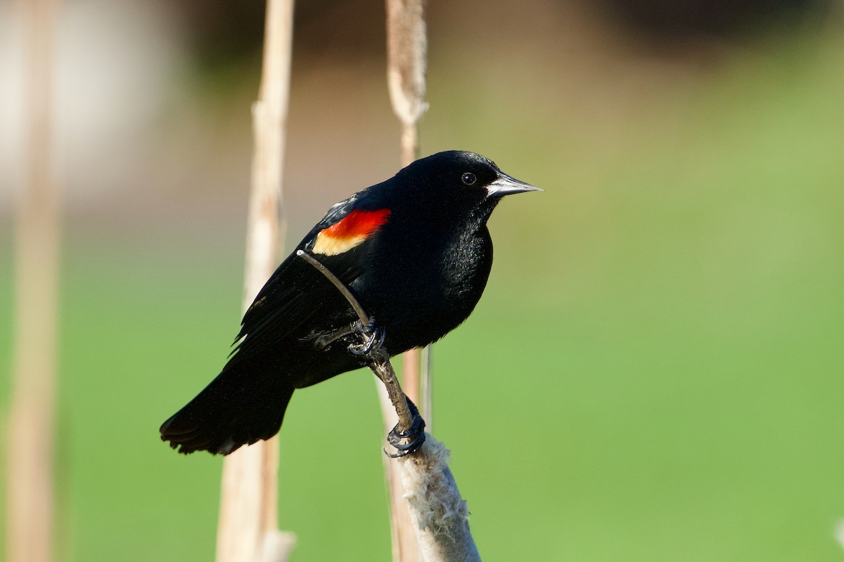 Red-winged Blackbird - ML634045535