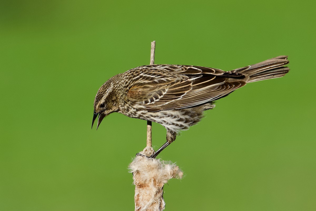 Red-winged Blackbird - ML634045537