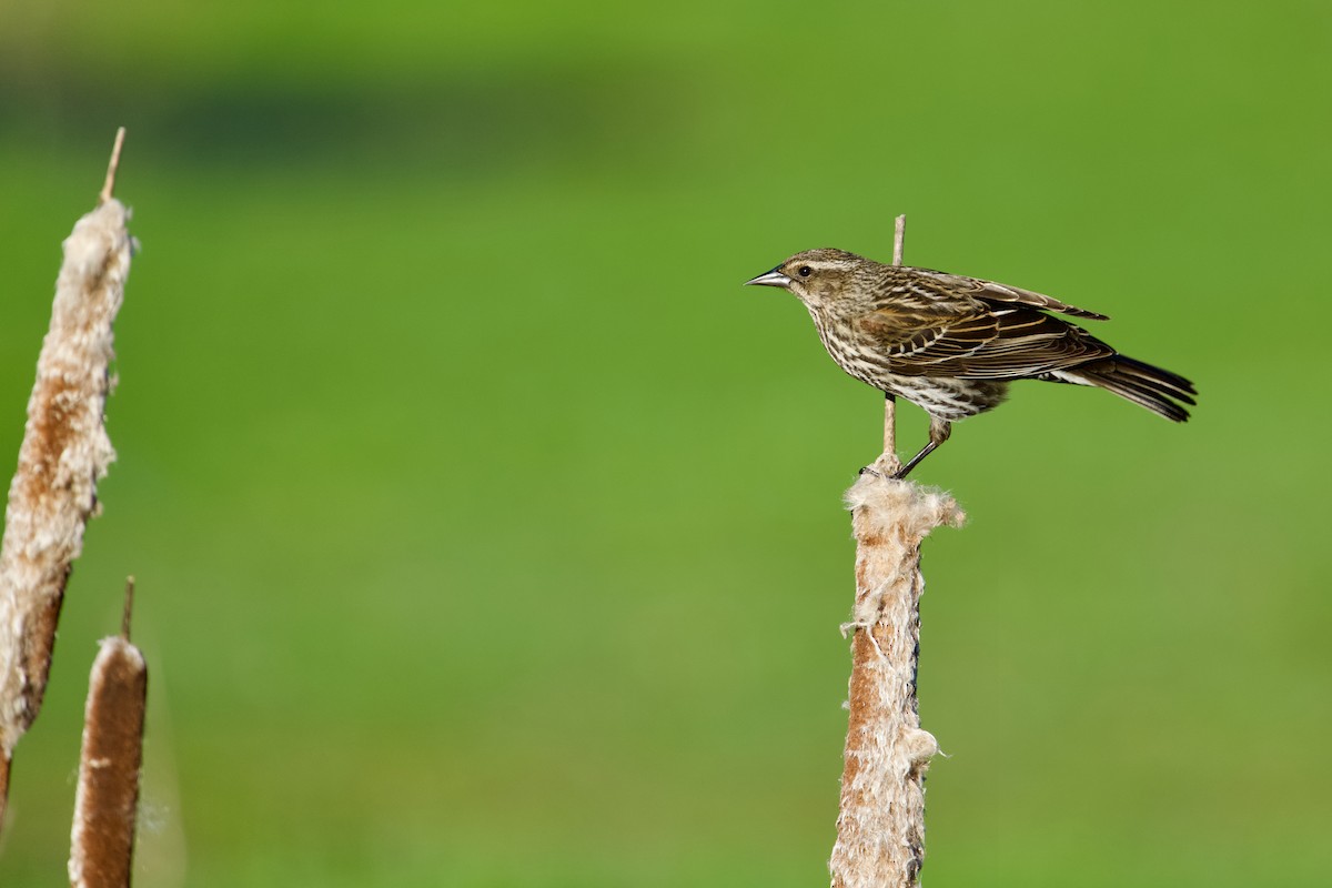 Red-winged Blackbird - ML634045538