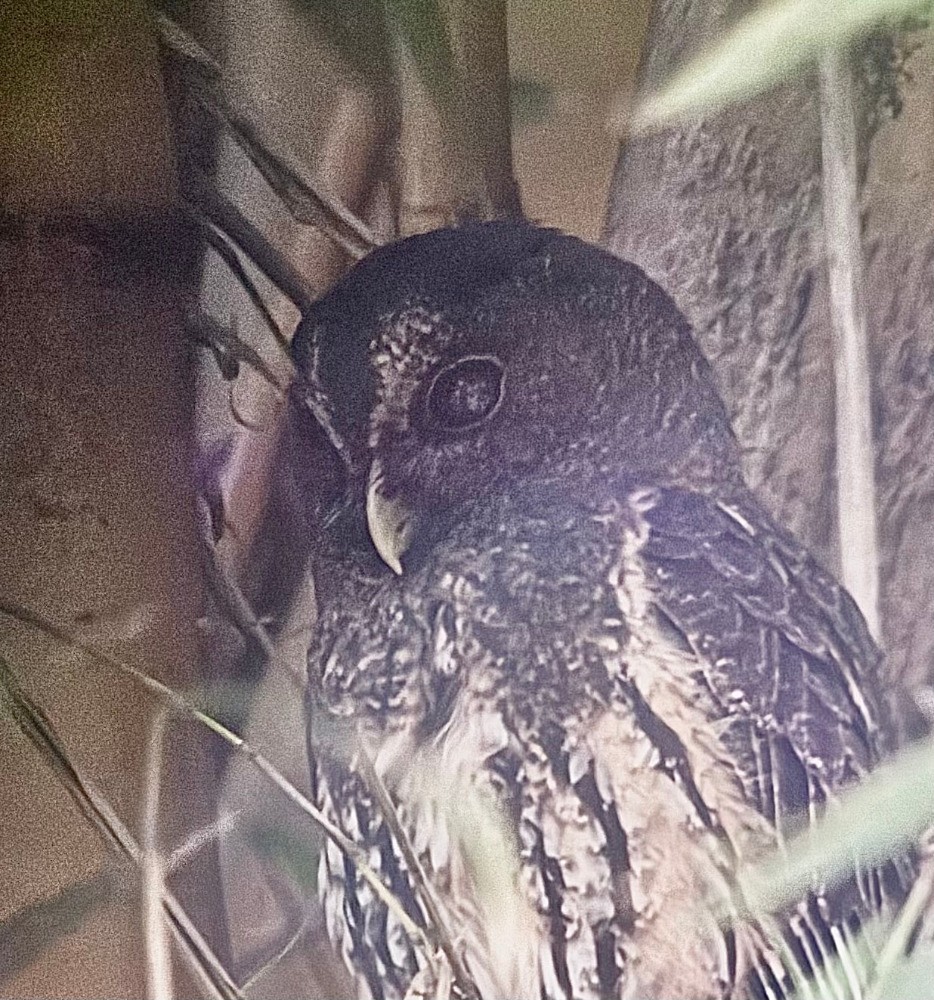 Mottled Owl - ML634045624