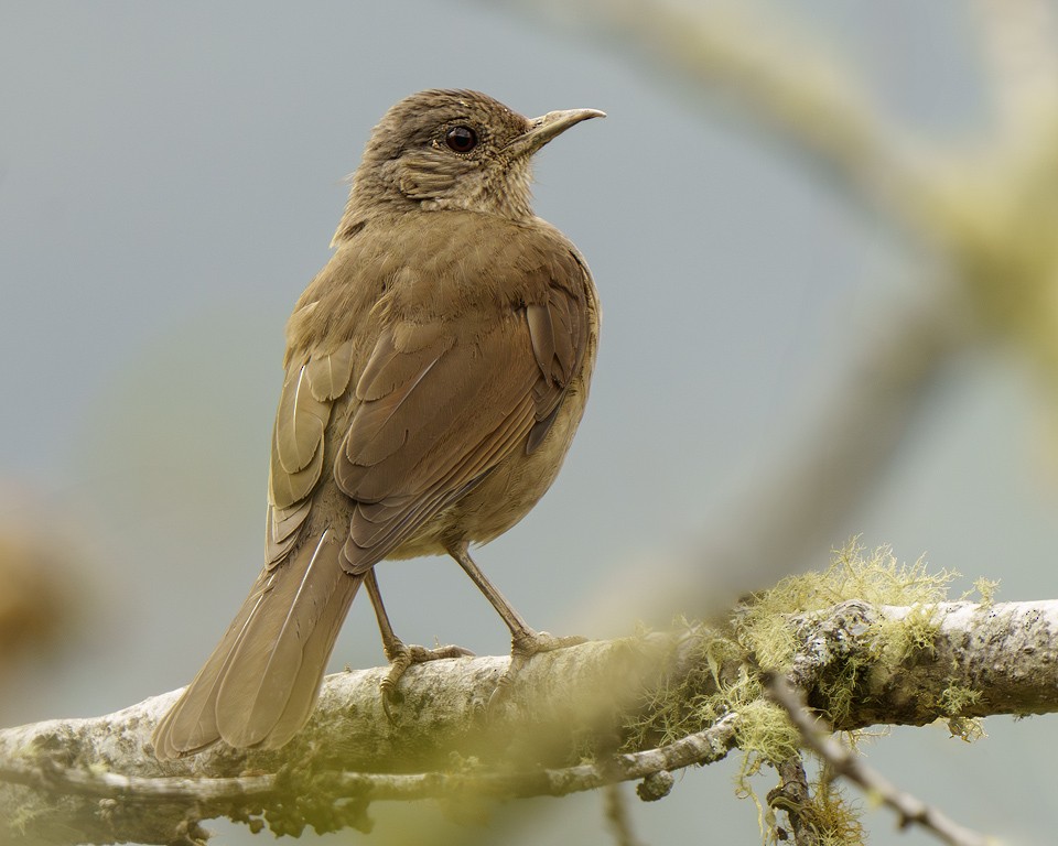 Hauxwell's Thrush - ML634045627