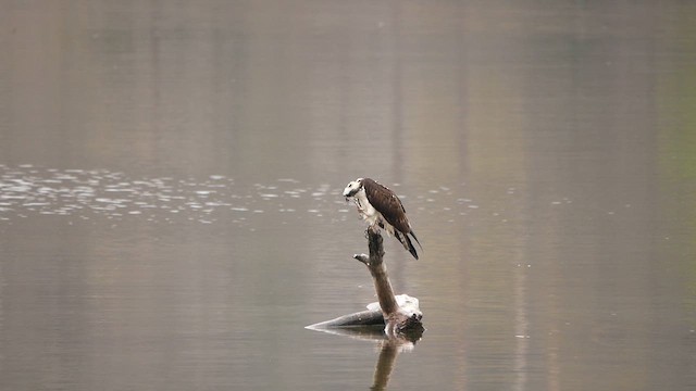 魚鷹 - ML634045661