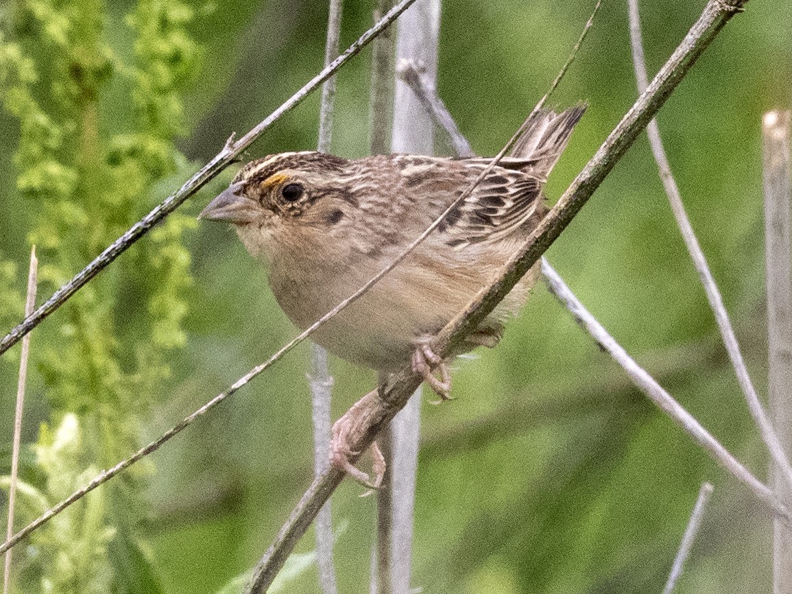 Grasshopper Sparrow - ML634045767