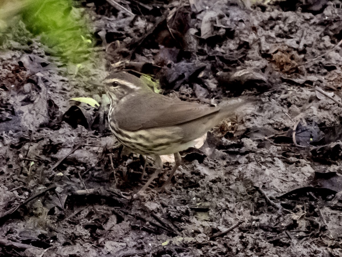 Northern Waterthrush - ML634045782