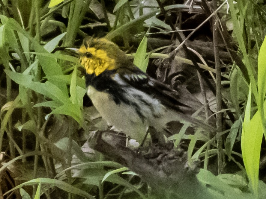 Black-throated Green Warbler - ML634045789