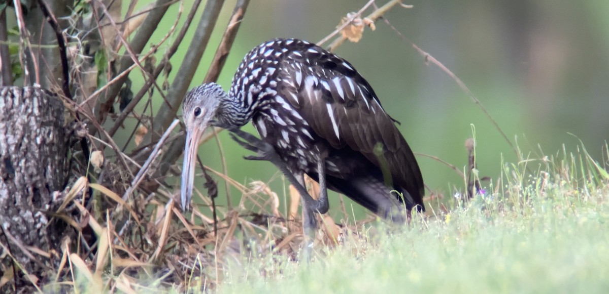 Limpkin - ML634045871