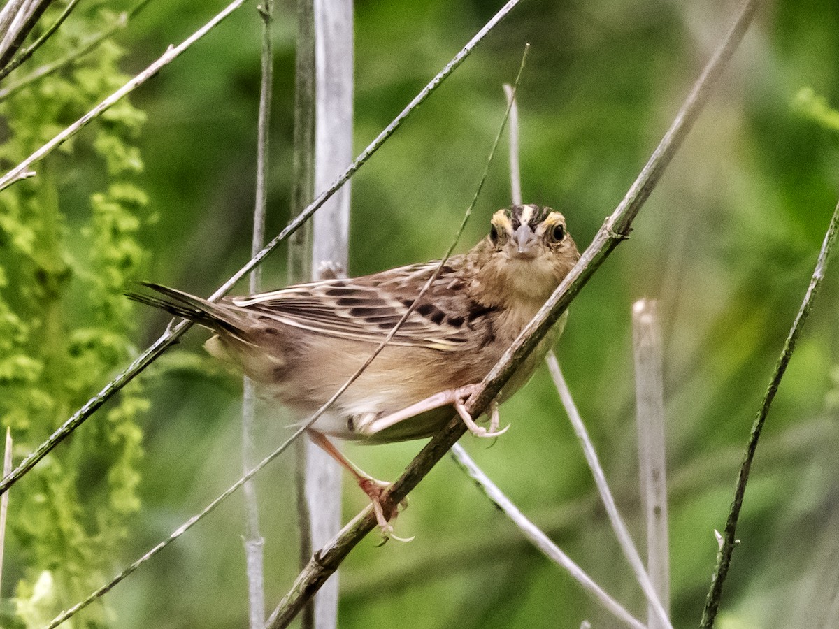 Grasshopper Sparrow - ML634045966