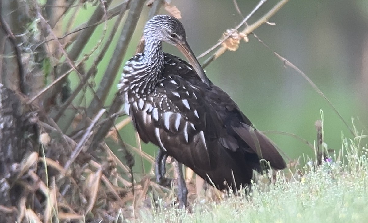 Limpkin - ML634045995