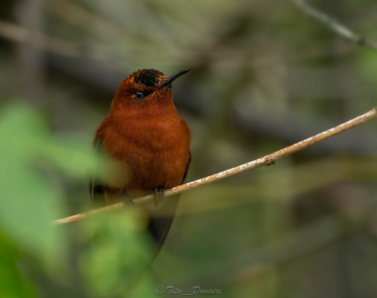 Juan Fernandez Firecrown - ML634046063