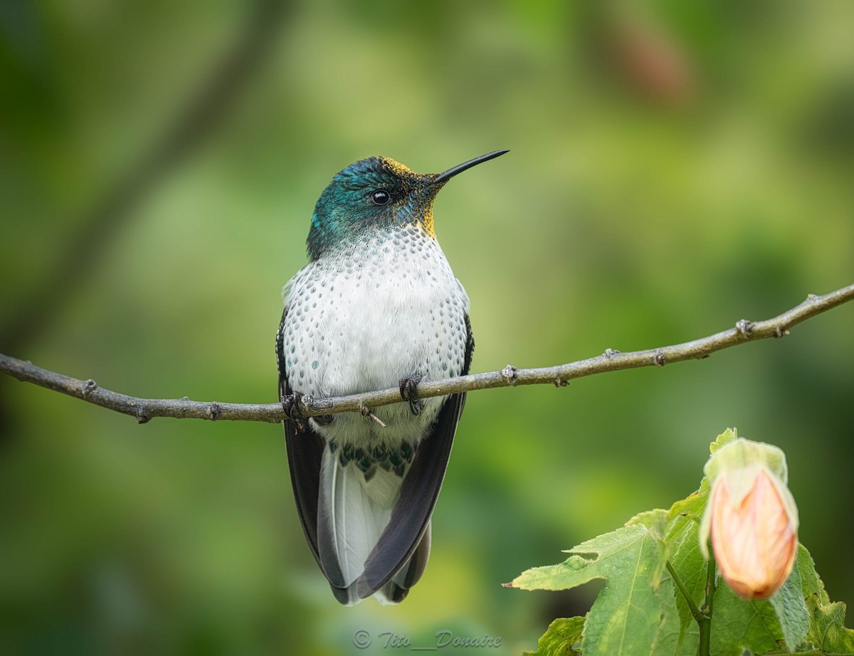 Juan Fernandez Firecrown - ML634046070