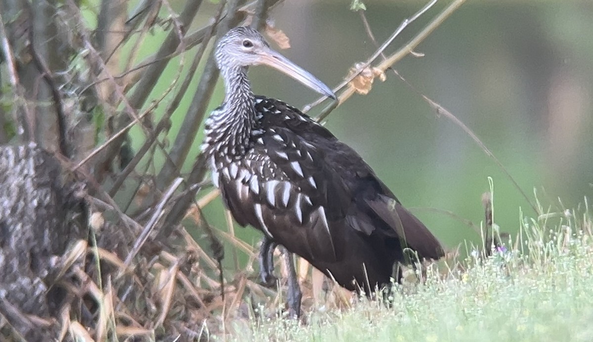 Limpkin - ML634046103