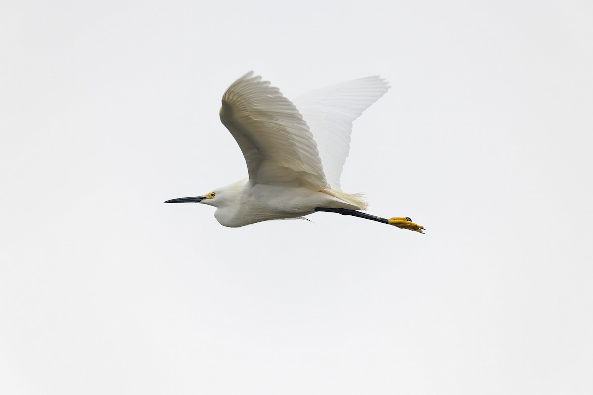 Great Egret - ML634046228
