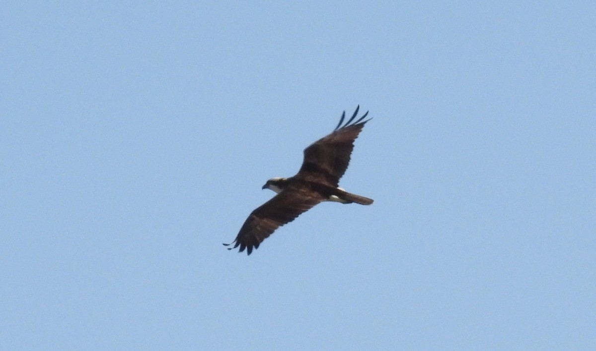 魚鷹 - ML634046253