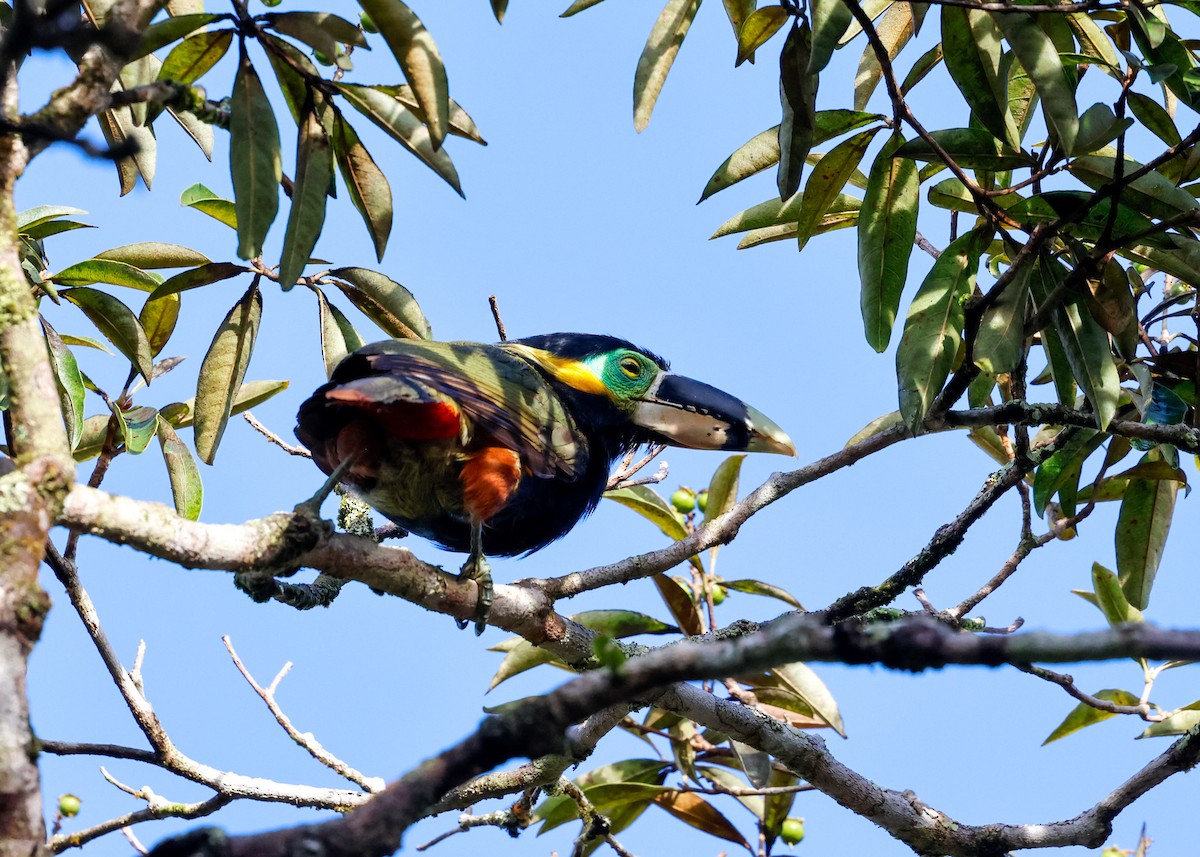 Gould's Toucanet - ML634046263