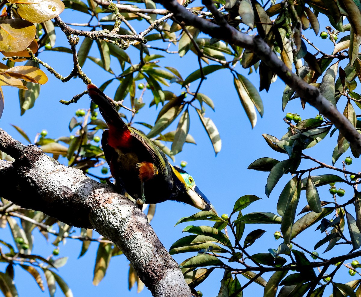 Gould's Toucanet - ML634046265