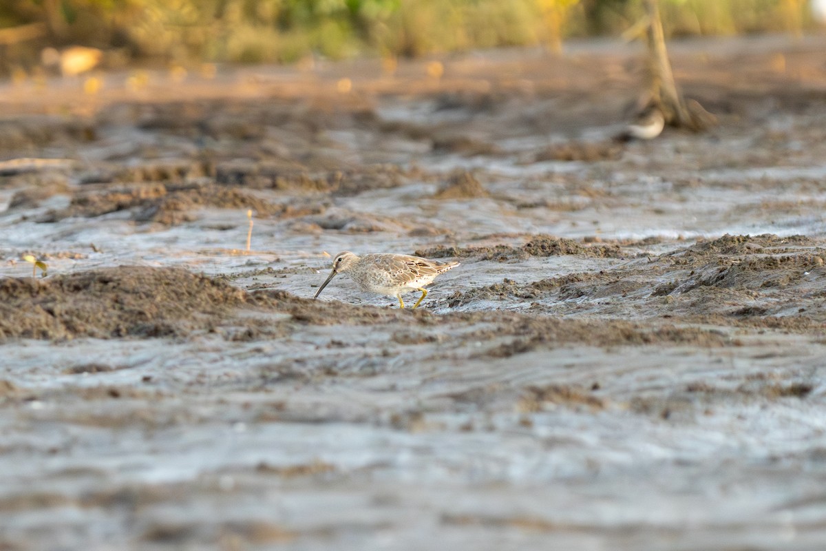 Short-billed Dowitcher - ML634046447