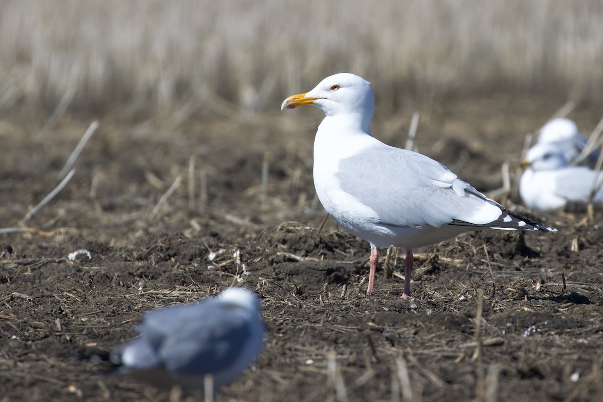 American Herring Gull - ML634046513