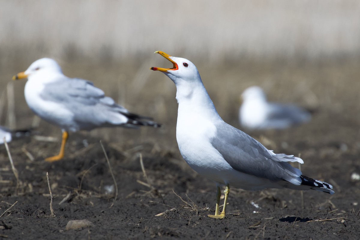 California Gull - ML634046524