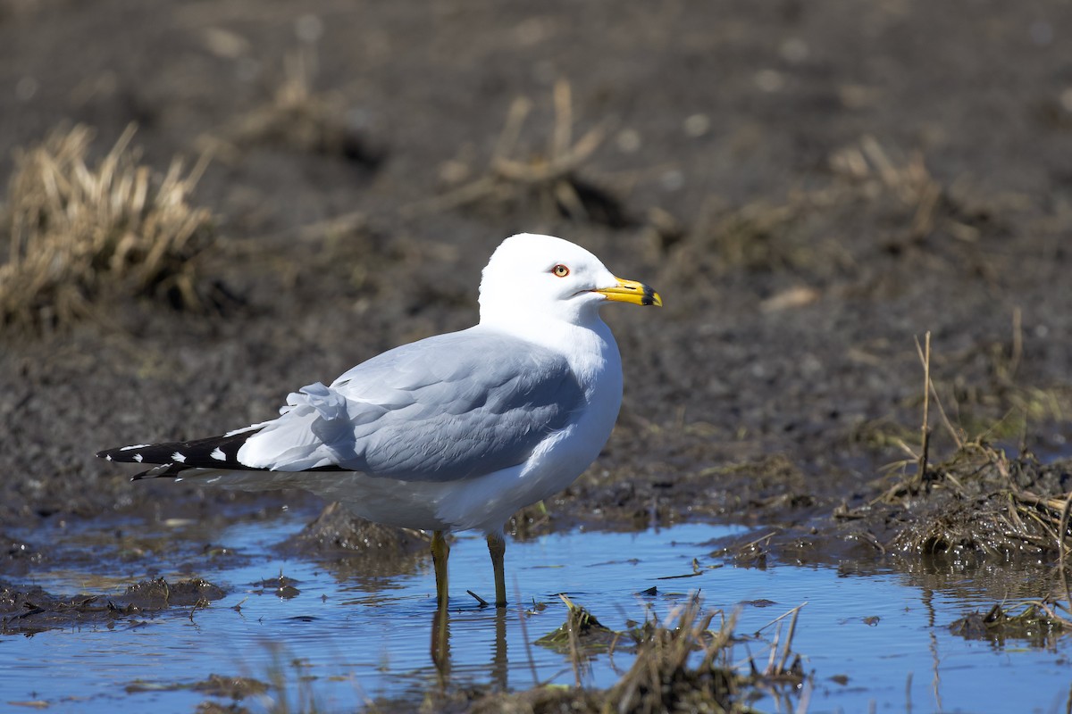 Ring-billed Gull - ML634046532