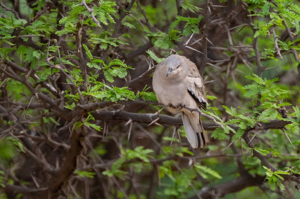 Picui Ground Dove - ML634046640
