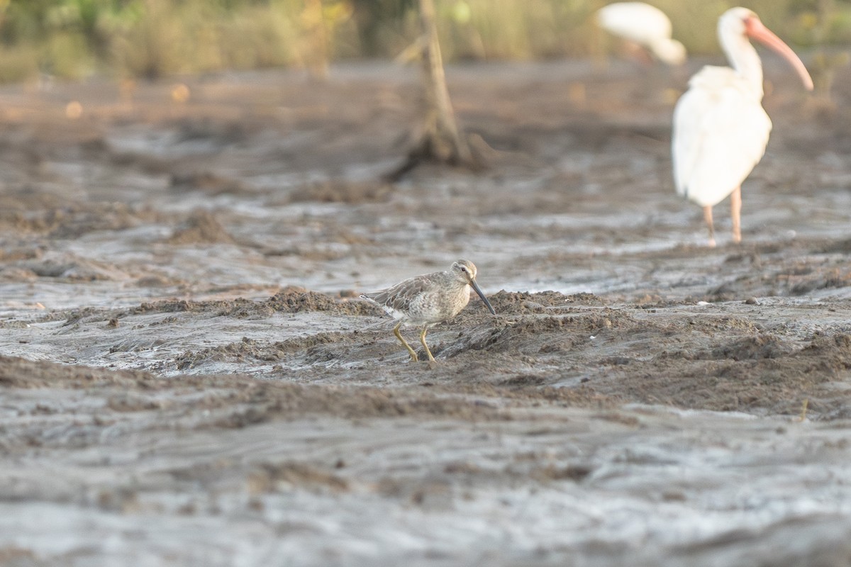 Short-billed Dowitcher - ML634046709