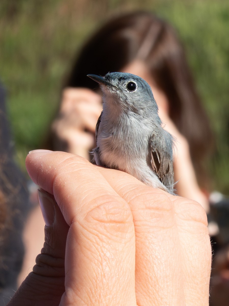 Blue-gray Gnatcatcher - ML634046903