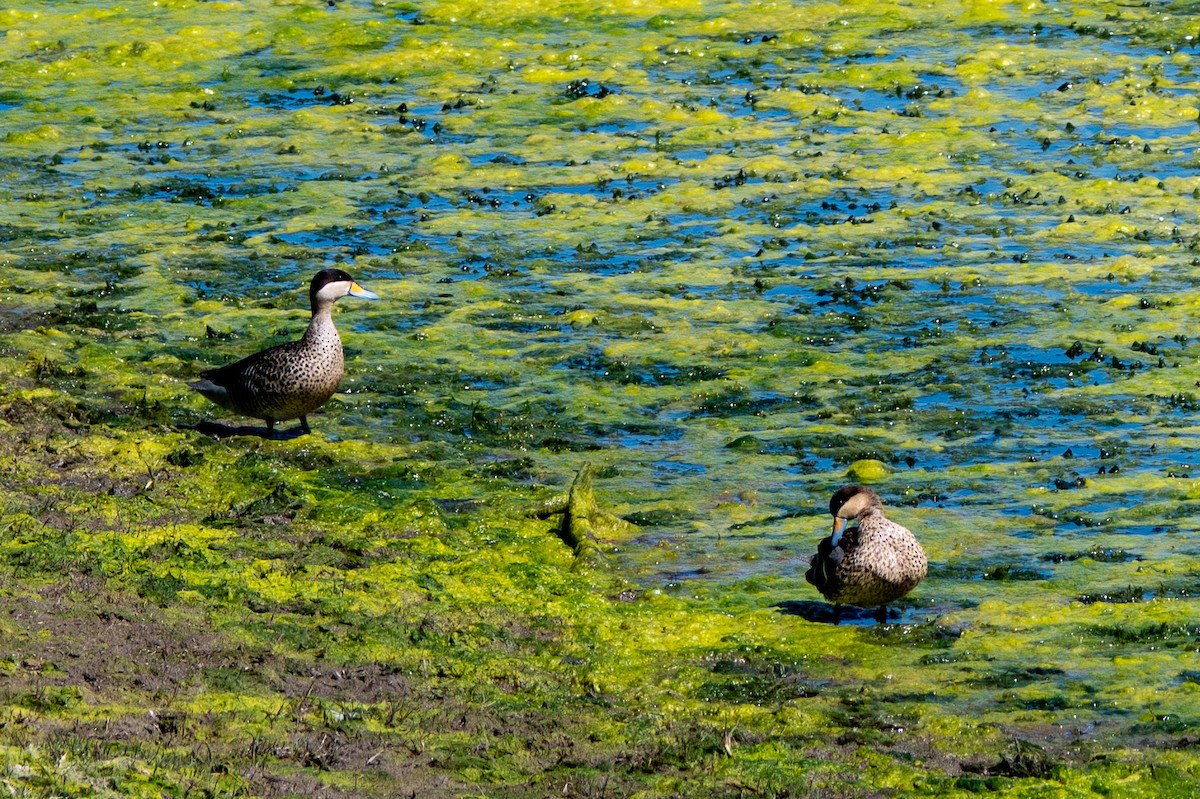 Silver Teal - ML634046941