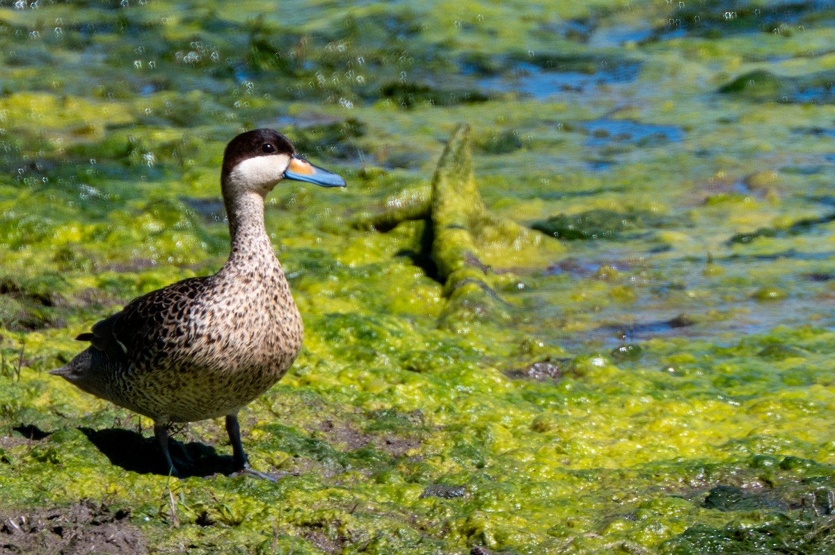 Silver Teal - ML634046943