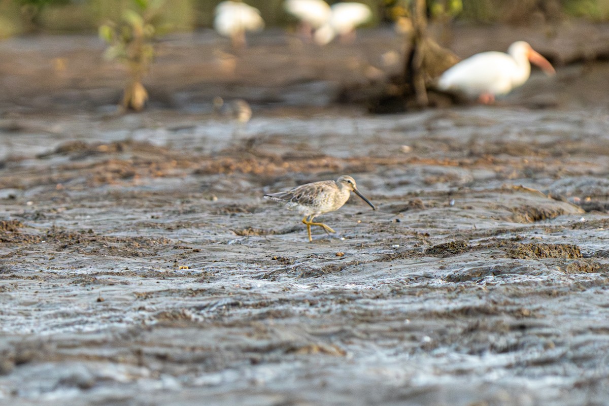 Short-billed Dowitcher - ML634046948