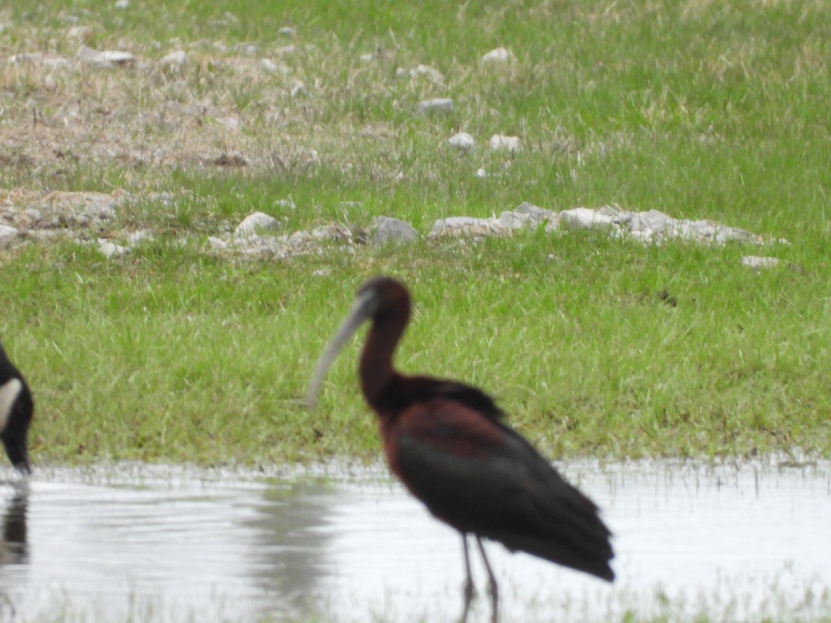 Glossy Ibis - ML634046964