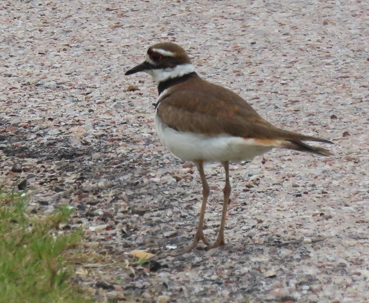 Killdeer - ML634047152