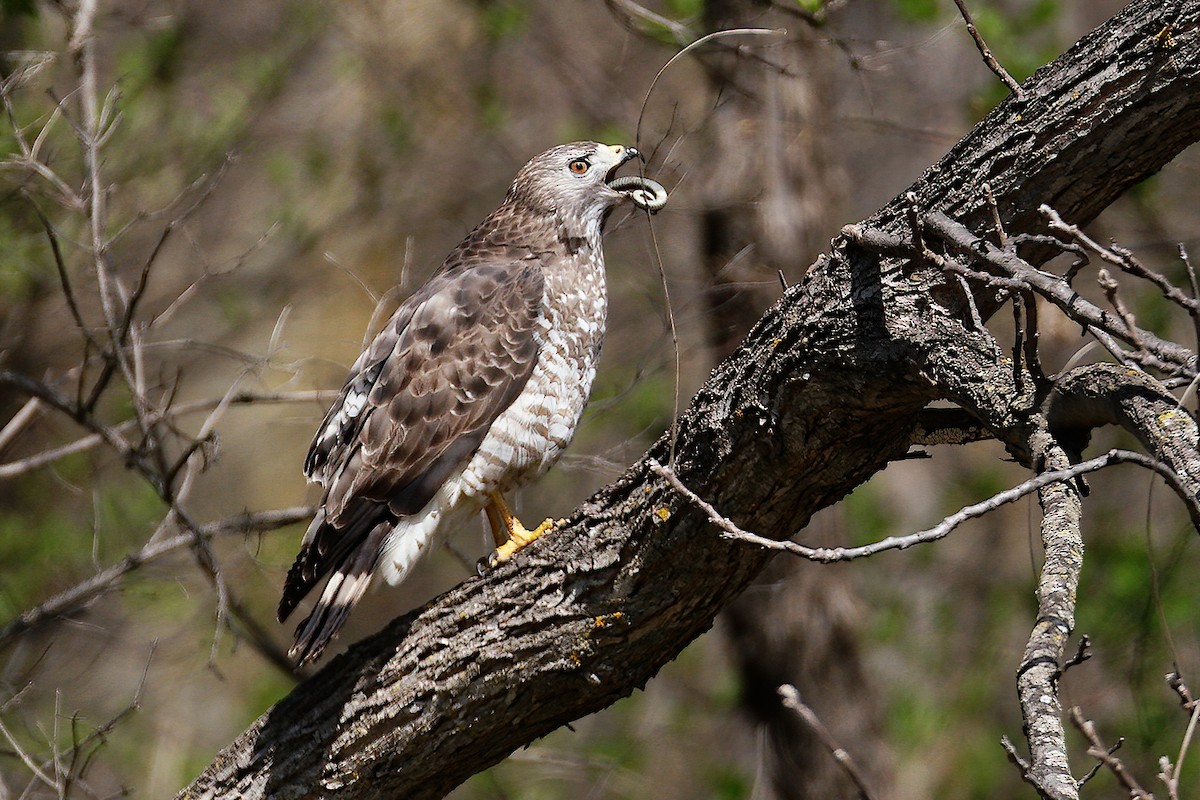 káně širokokřídlá - ML634047155