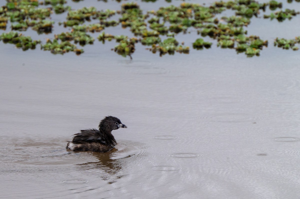 Pied-billed Grebe - ML634047209