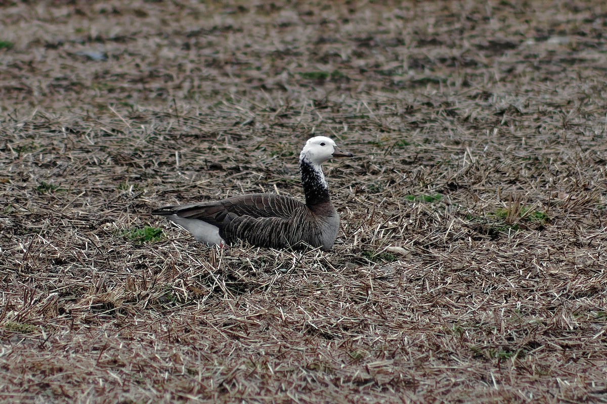 Snow x Canada Goose (hybrid) - ML634047210