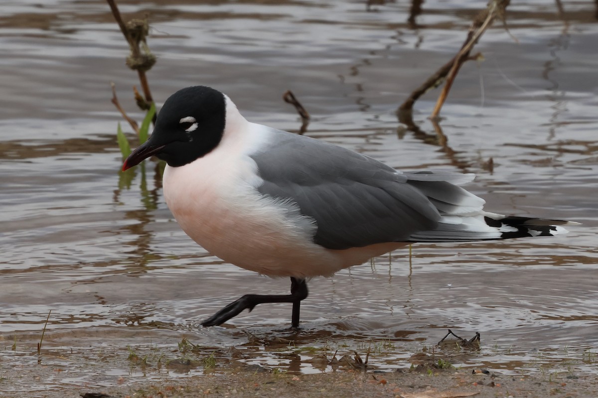 Franklin's Gull - ML634047216