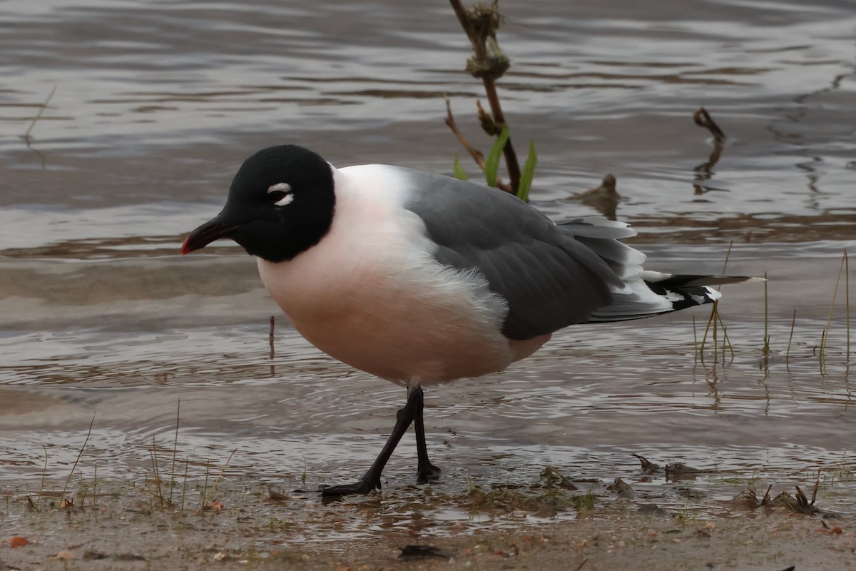 Franklin's Gull - ML634047217