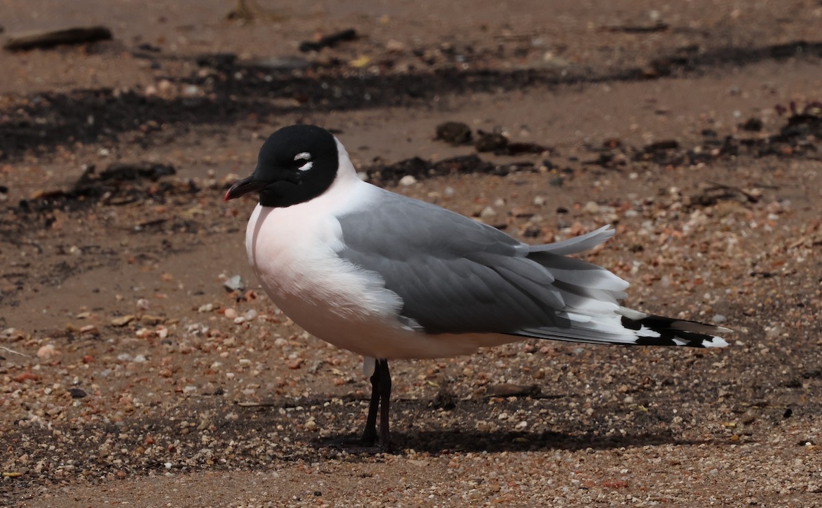 Franklin's Gull - ML634047221