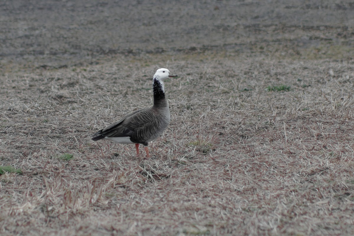 Snow x Canada Goose (hybrid) - ML634047245