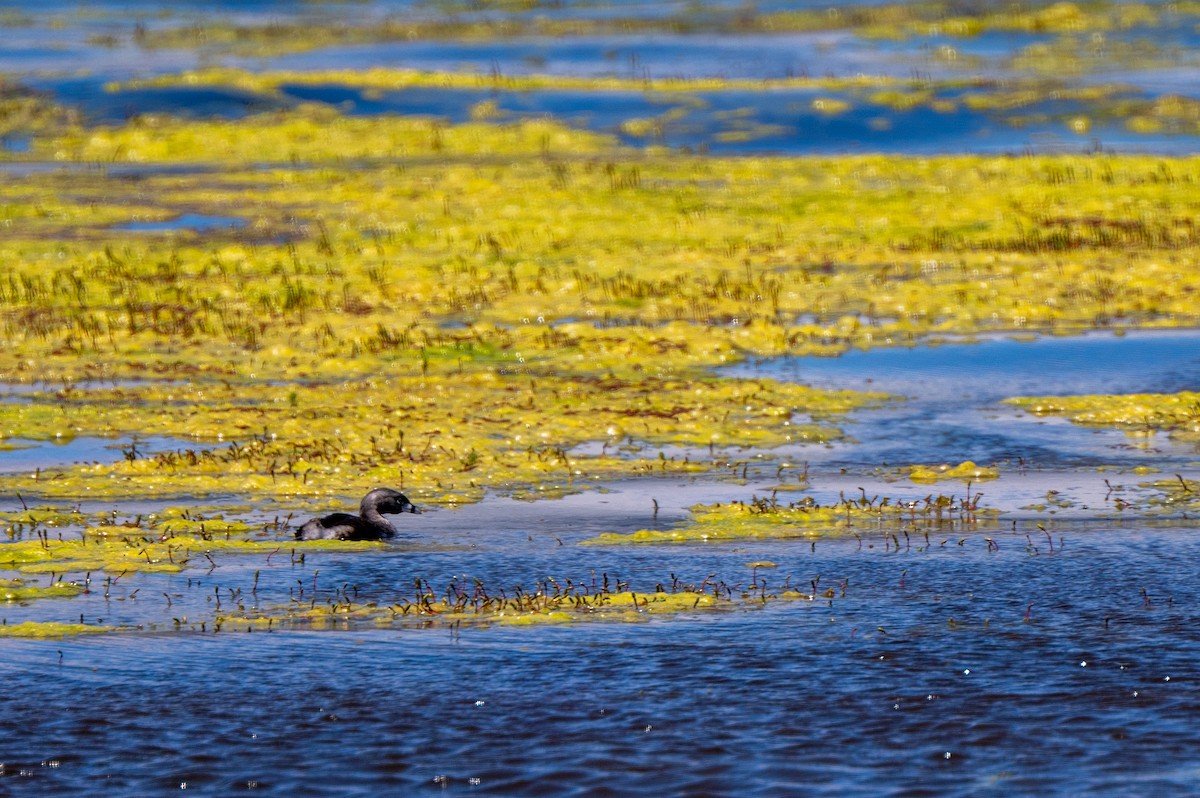 Pied-billed Grebe - ML634047281