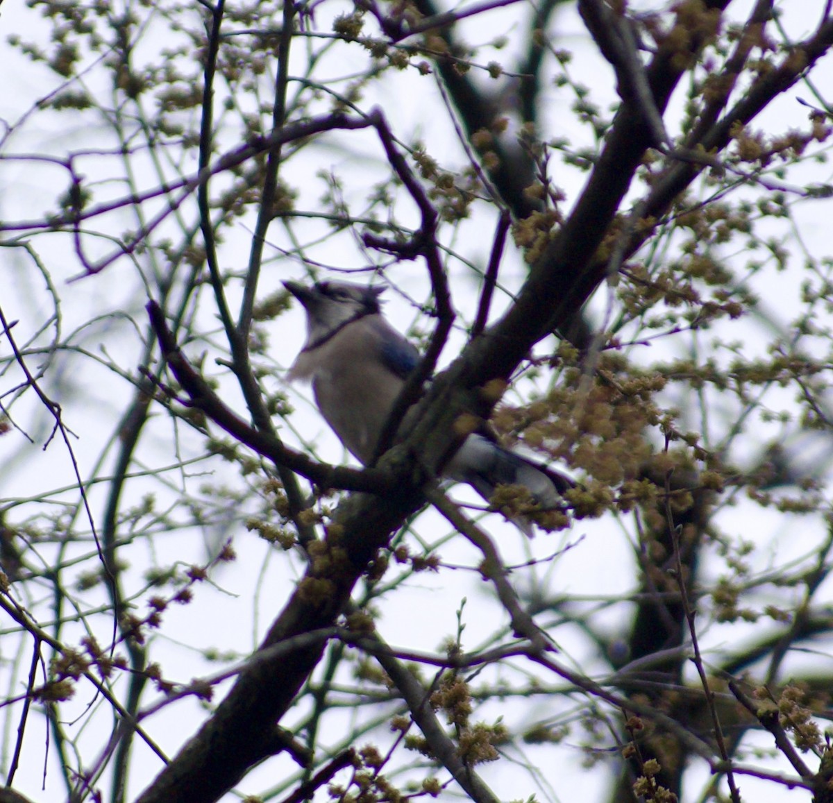 Blue Jay - ML634047302