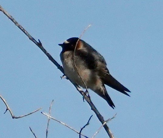 Cliff Swallow (pyrrhonota Group) - ML634047335