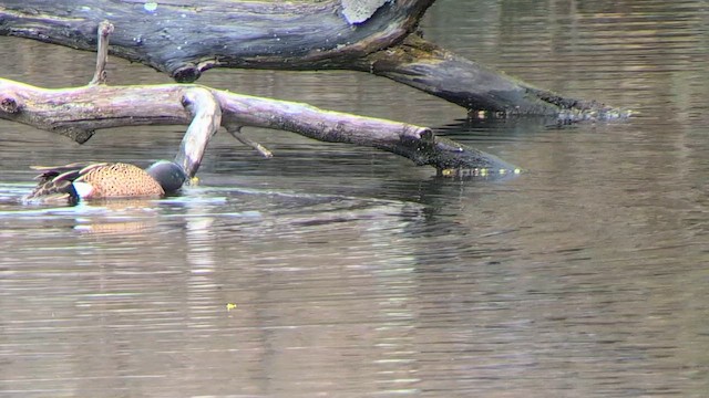 Blue-winged Teal - ML634047358