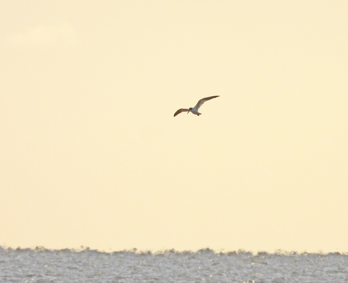 Large-billed Tern - ML634047363
