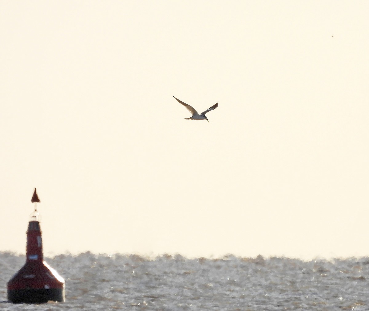 Large-billed Tern - ML634047364