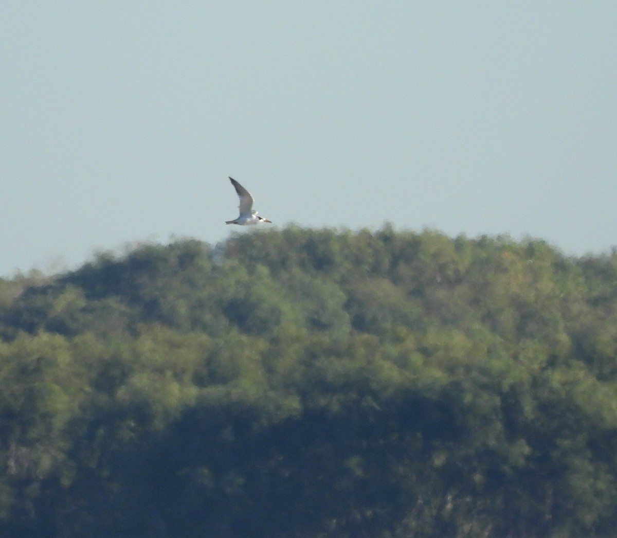 Large-billed Tern - ML634047365
