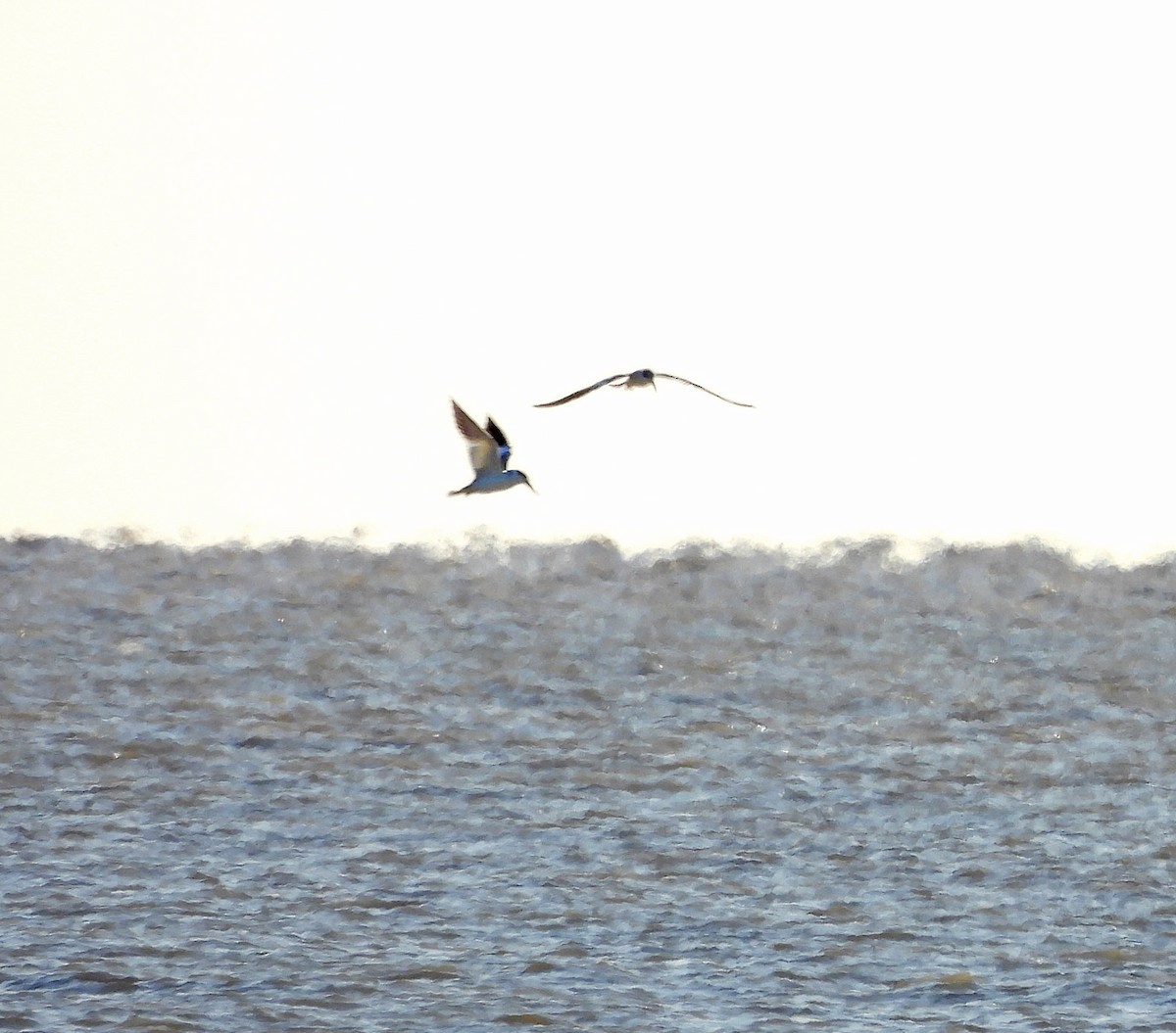 Large-billed Tern - ML634047366