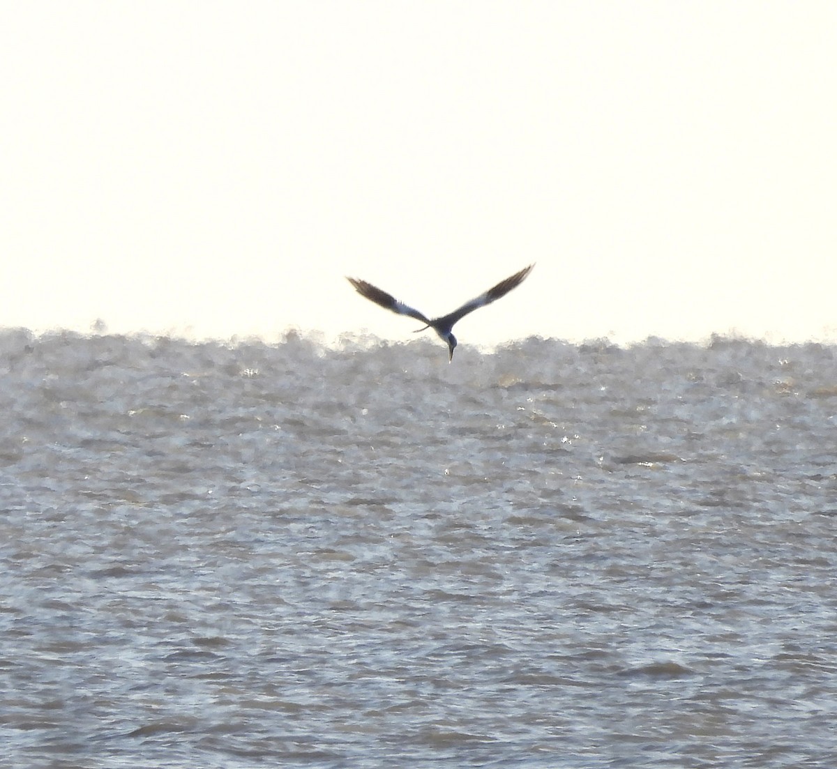 Large-billed Tern - ML634047367