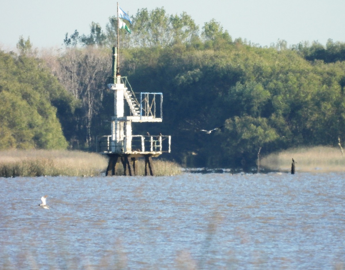 Large-billed Tern - ML634047368