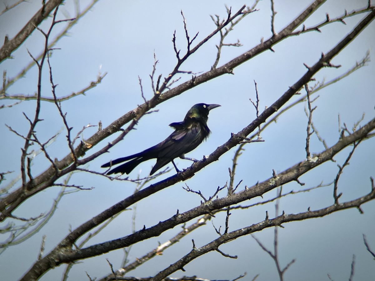 Common Grackle - ML634047370