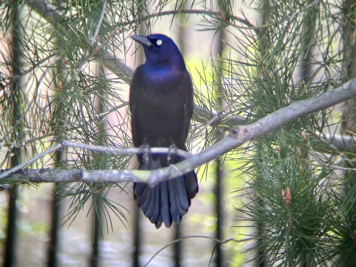 Common Grackle - ML634047371